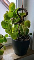 Pilea Pflanze, Ufopflanze 45cm Höhe Baden-Württemberg - Kirchheim unter Teck Vorschau