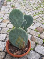 Opuntia robusta Kakteen Kaktus Opuntie Thüringen - Sonneberg Vorschau