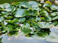 Seerosen wasserpflanze Brandenburg - Brück Vorschau