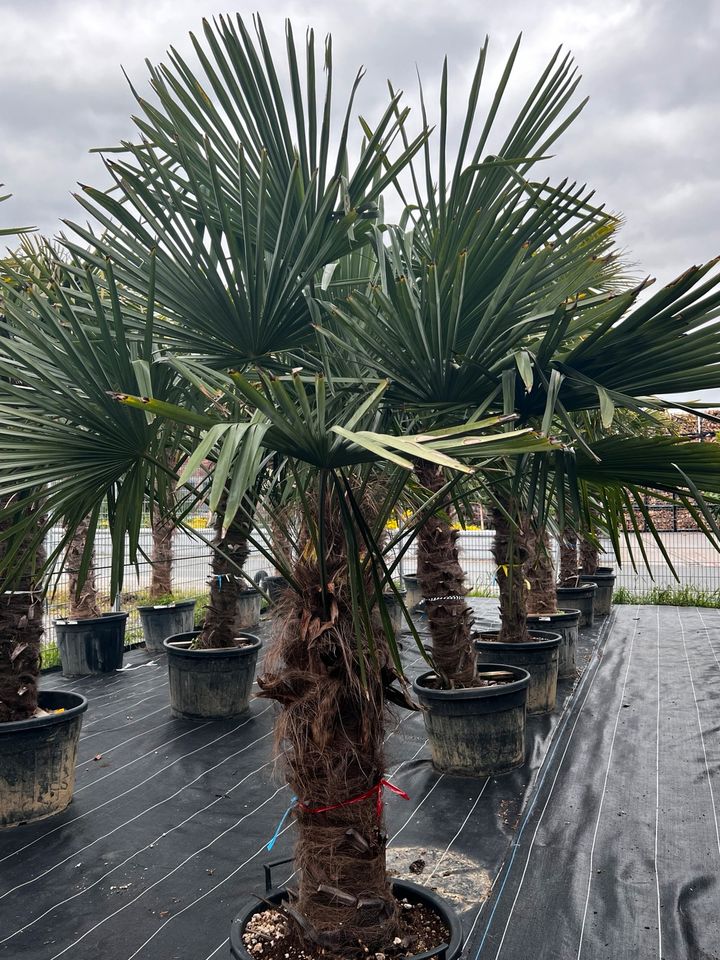 Hanfpalme Trachycarpus Fortunei Winterhart in Altlußheim