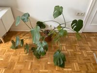 Monstera Pflanze Wandsbek - Hamburg Sasel Vorschau