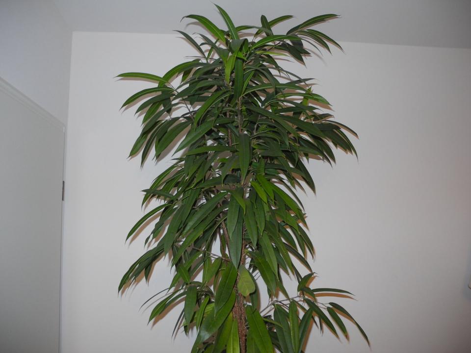 Zimmerpflanze Ficus Alii Gummibaum im Hydrokultur Topf, 2,50 m in Mainz