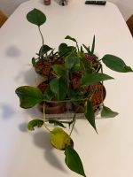 Efeutute Epipremnum aureum Ableger Stecklinge Rostock - Kröpeliner-Tor-Vorstadt Vorschau