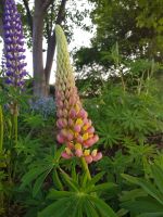 Saatgut: zweifarbige Lupine rosa-gelb Neumünster - Tasdorf Vorschau