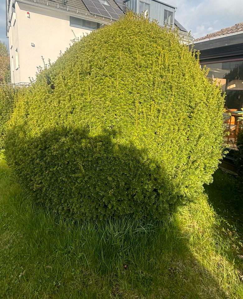 Groß Garten Baum, schön form, ca. 240cm gross in Bad Homburg