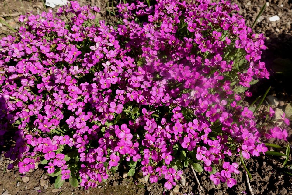 Gänsekresse Arabis caucasica 'Pinkie' Steingarten Staude in Liebenau