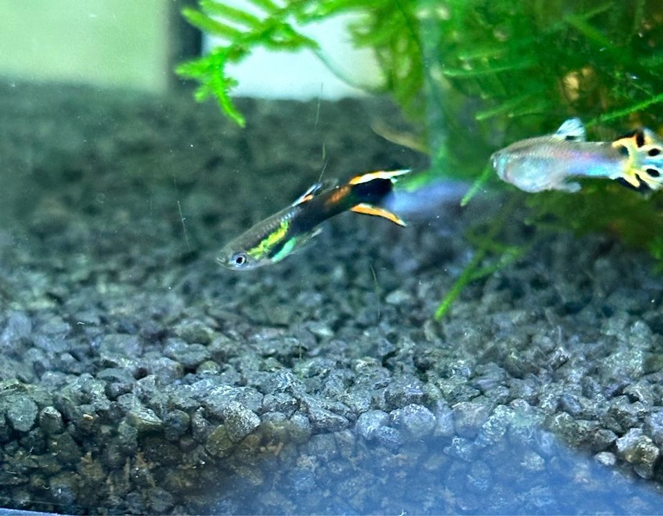 Black Flame Endler Guppy , Aquarium Nano Fische in Osnabrück