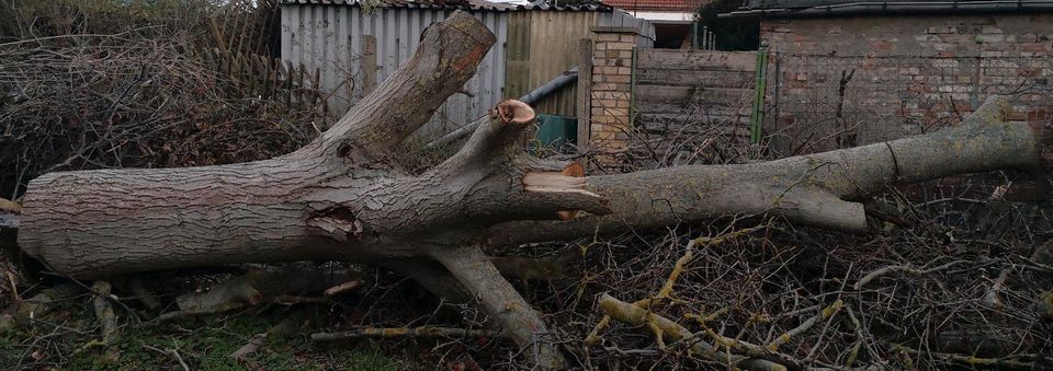 Wertvolles Walnuss Holz in Leipzig