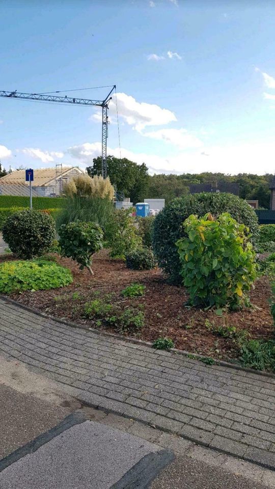 Platanen Bäume schneiden Schnitt Pflege fällen entfernen Wurzeln in Bedburg-Hau