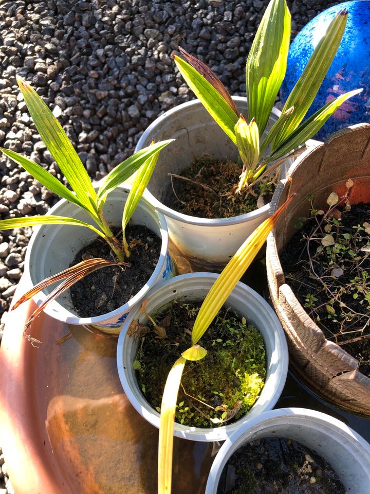 70 Samen Hanfpalme Trachycarpus eigene Ernte in Düren