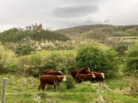 Hereford Absetzer Jungbullen Hessen - Witzenhausen Vorschau