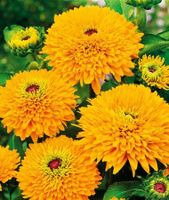 10 Samen Gelber Sonnenhut "Maya" Rudbeckia hirta Nürnberg (Mittelfr) - Aussenstadt-Sued Vorschau