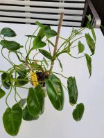 Philodendron burle Marx, Naturform Nordrhein-Westfalen - Hattingen Vorschau