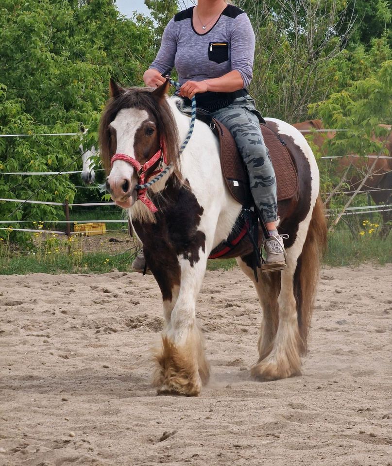 Kinderpony Anfänger pferd reserviert bis Sonntag in Wurzen