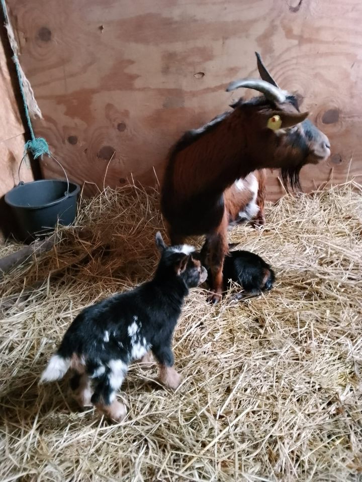 Bauernhof Nordsee Tiere Ponys Ferienwohnung Nessmersiel in Dornum