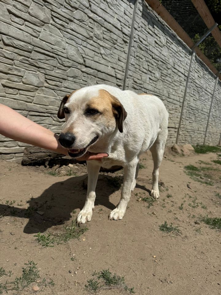 Verschmuster MALIK ❤️ a.d. Tierschutz sucht seine Familie in Möckern