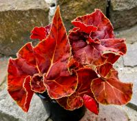 Begonie – Begonia Autumn Crinkle  - M44 R qun Hessen - Obertshausen Vorschau