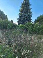 Gartenhilfe gesucht zum Rasen und Sträucher schneiden Sachsen-Anhalt - Kemberg Vorschau