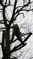 Baum fällen Rodung Düsseldorf Erkrath Mettmann Hilden Haan Düsseldorf - Bilk Vorschau