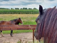 Ersatzriemen Barefoot bitless Bridle Pony Leder Schwarz Häfen - Bremerhaven Vorschau