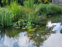 Teichbau Teichsanierung Koiteich Teichpflege Gartengestalltung Brandenburg - Wittstock/Dosse Vorschau