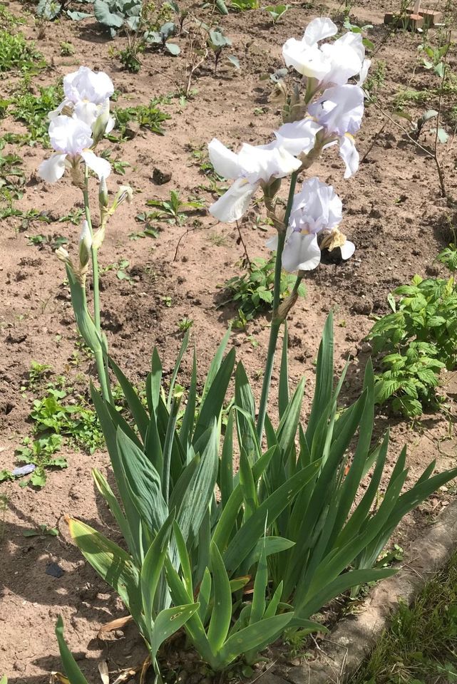 Schwertlilie, Iris groß hellblau in Berka/Werra