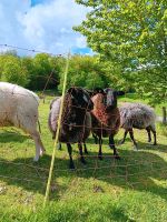3 Schafe in liebevolle Hände Nordrhein-Westfalen - Lindlar Vorschau
