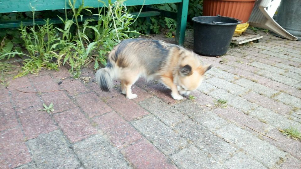 Gassi-Gehen mit der alten Chihuahua Dame Krümel in Hamburg