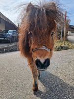 Kinder Ranchferien Baden-Württemberg - Malsburg-Marzell Vorschau