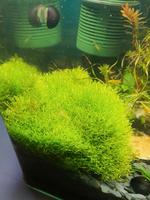 Teichlebermoos Riccia fluitans XXL Portion Aquarienmoos Baden-Württemberg - Nußloch Vorschau