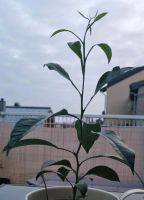 Mandarinen Pflanze Nordrhein-Westfalen - Moers Vorschau
