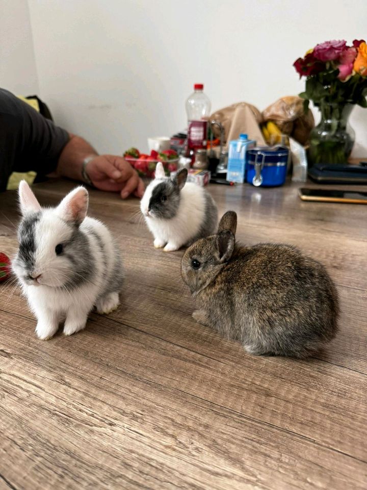 Kaninchen zu verkaufen in München