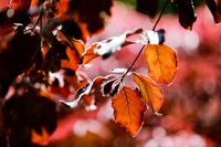 Fagus sylv. Atropunicea / Blutbuche: wurzelnackt und im Container / Heckenpflanzen Nordrhein-Westfalen - Barntrup Vorschau