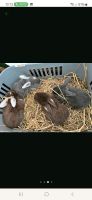 Kaninchen Jungtiere alt genug zum abgeben widder u. Stehohren Saarland - Schiffweiler Vorschau