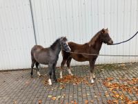 Welsh B Fohlen Nordfriesland - Süderlügum Vorschau