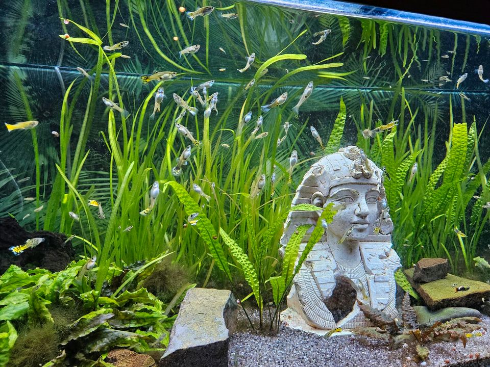 Kleine Guppys je 5 Stück Nachwuchs 1-2cm in Selters