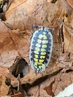 Porcellio haasi 'high yellow' Asseln Zierasseln Hessen - Heusenstamm Vorschau