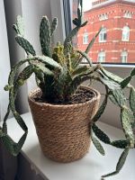 Schöne Kaktus Pflanze zu verkaufen Düsseldorf - Pempelfort Vorschau
