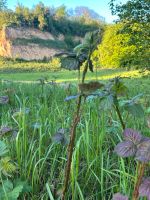 Garten / Stückle gesucht Baden-Württemberg - Heilbronn Vorschau