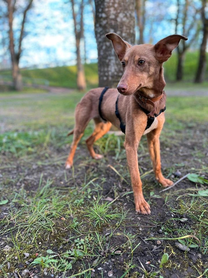 BRUNO Podenco Rüde Tierschutz Hund Junghund in Leipheim