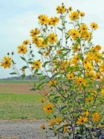 Garten Staude Tapinambur Niedersachsen - Ahlerstedt Vorschau