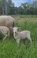 Öko: weißes Nolana Bocklamm (Haarschaf) Sachsen - Schildau Vorschau