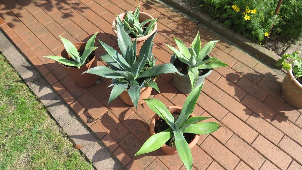 Agave Kaktus mit Topf in Wildeshausen