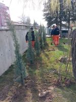 Gartenpflege Gartenarbeit Heckenschnitt Baumschnitt Laub Pflanzen Brandenburg - Zeuthen Vorschau