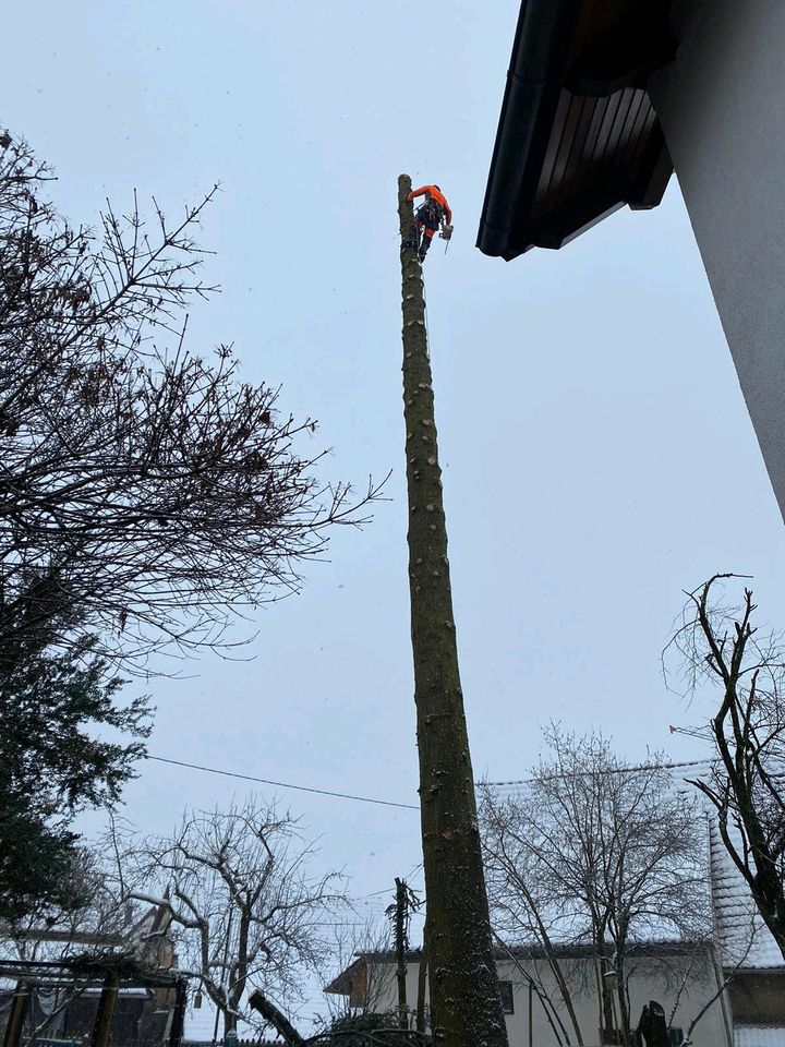 Baumfällungen und Gartenservice in Billigheim-Ingenheim