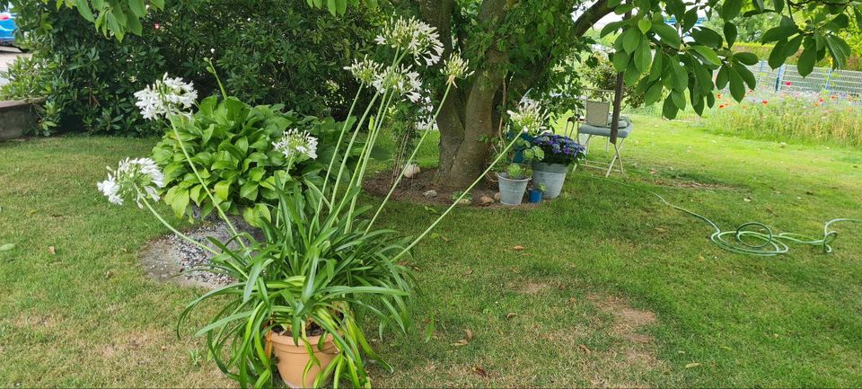 Gartenpflanze Agapanthus (Schmucklilie) in Kirchlengern