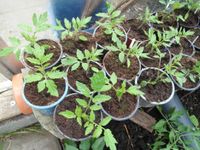 Jungpflanzen: Gurken Chili Zucchini Tomatenpflanzen Schleswig-Holstein - Husby Vorschau