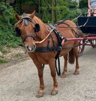 Pony zum reiten und Kutsche fahren Nordrhein-Westfalen - Pulheim Vorschau