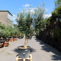 Olivenbaum "Olea Europaea" (Nr.10) 55cm Stammu. Verzweigt +/-280c Nordrhein-Westfalen - Oberhausen Vorschau