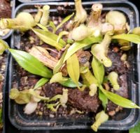 Nepenthes Gracilis unbewurzelte basale Niedersachsen - Hameln Vorschau